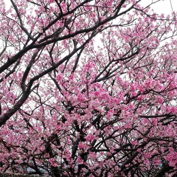 1月郊山-走讀水圳及平菁櫻花巷漫步