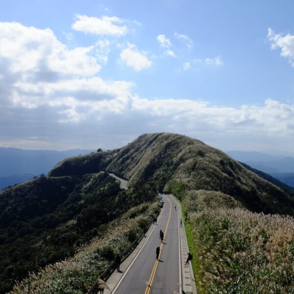 12月郊山-淡蘭北路遇見金字菅芒