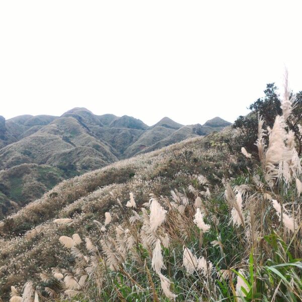 無耳茶壺山芒花季