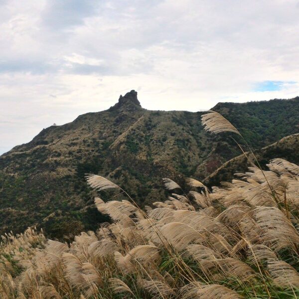 11月郊山-在金黃稜線上與芒花對話