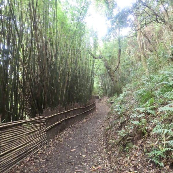 二月郊山活動，草山水道竹林