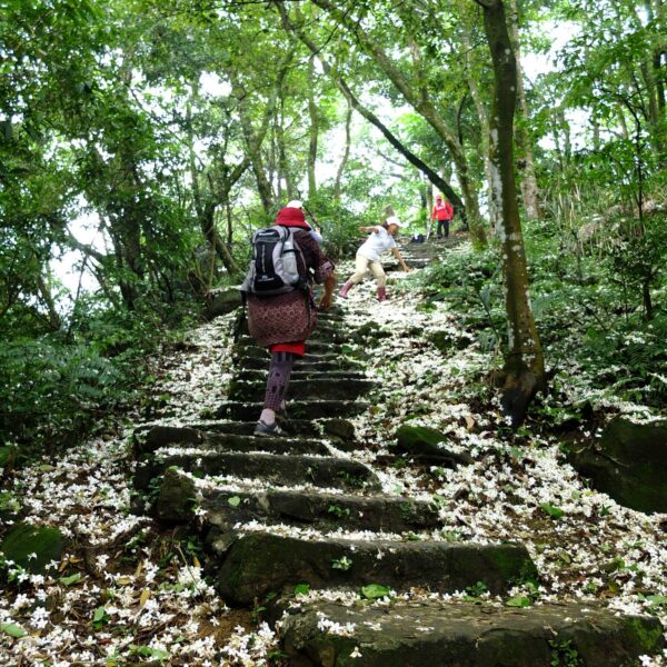 4月郊山-祈福行旅天上山賞油桐