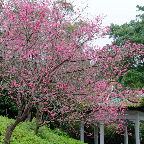 3月郊山-城市邊界陽明山的繽紛山徑